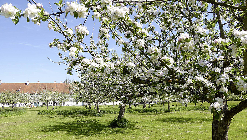 Orchard, photo: Bayerische Schlösserverwaltung Picture: Orchard