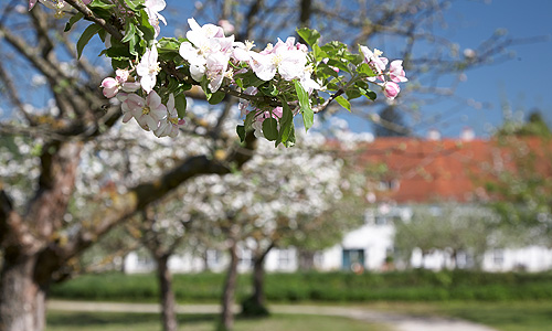 Blühende Obstbäume im Nutzgarten