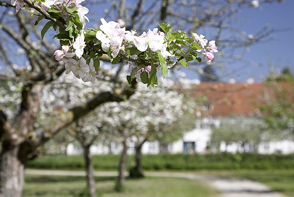 Blühende Obstbäume im Nutzgarten