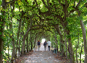 Bild: Laubengang im Hofgarten Dachau